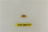 藏品(粗掌開口蟹)的圖片